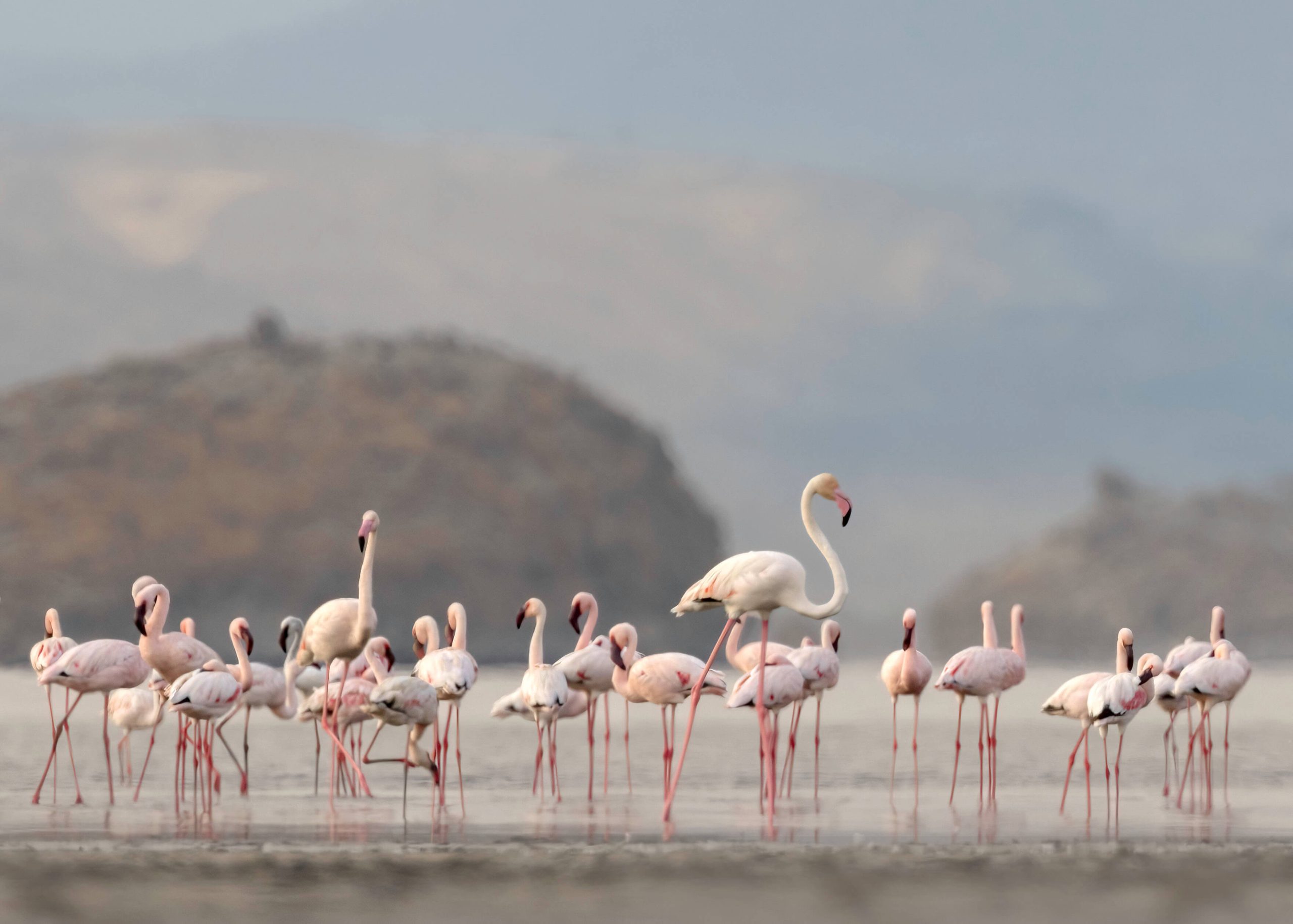 Flamingos who breed on lake natron