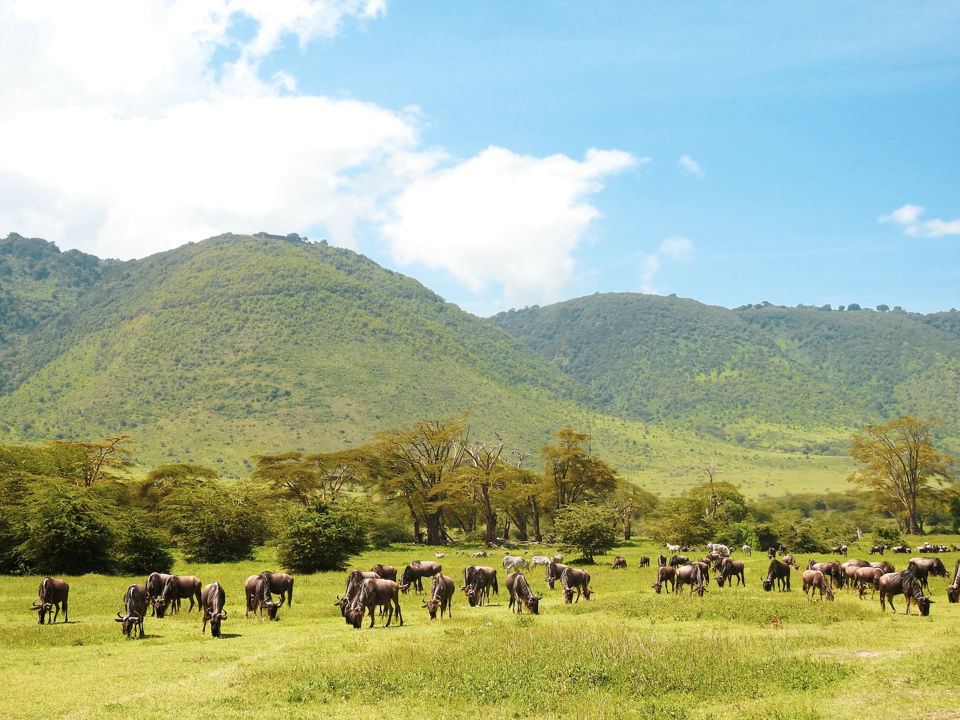 Top Travel Tips For Your Tanzania Safari