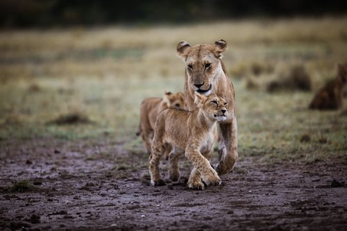 Luxury Holidays in Africa