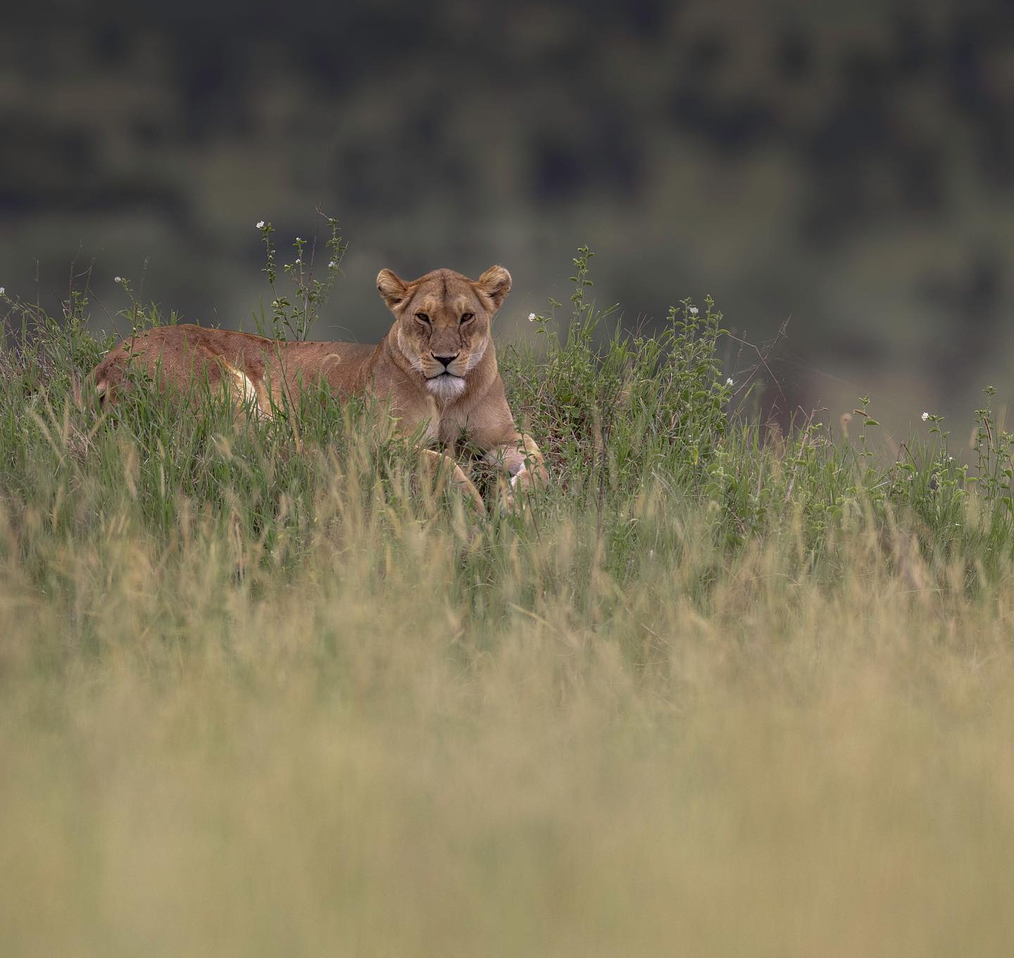 Luxury Holidays in Africa