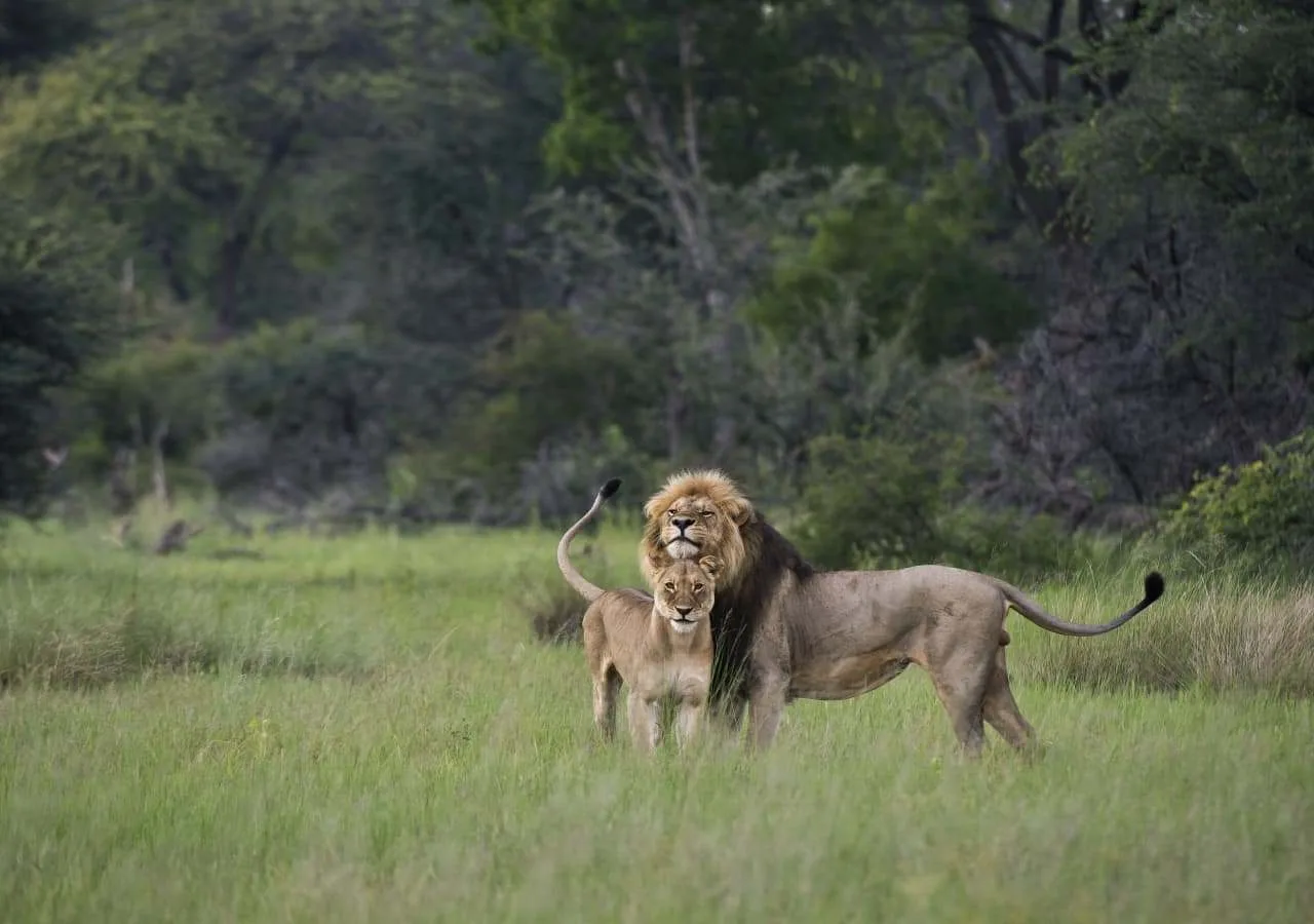 Luxury Holidays in Africa