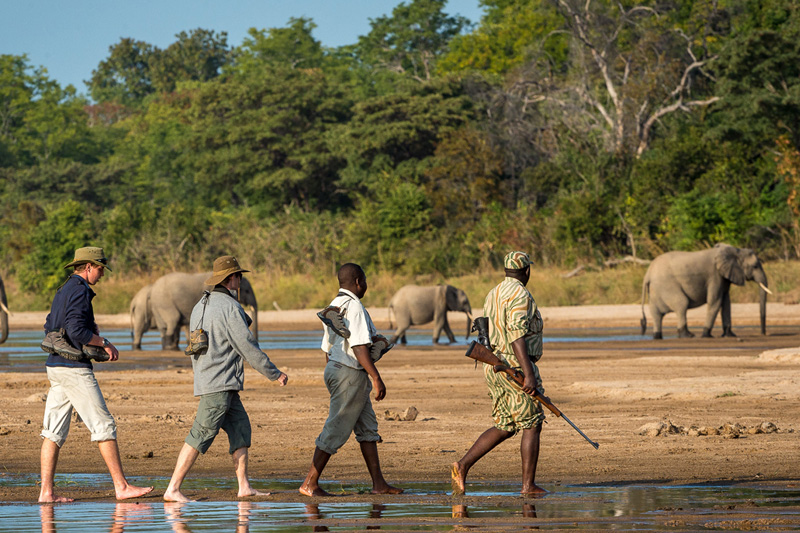 Walking Safaris