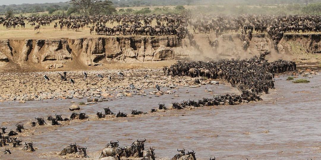 The Great Wildebeest Migration / Serengeti